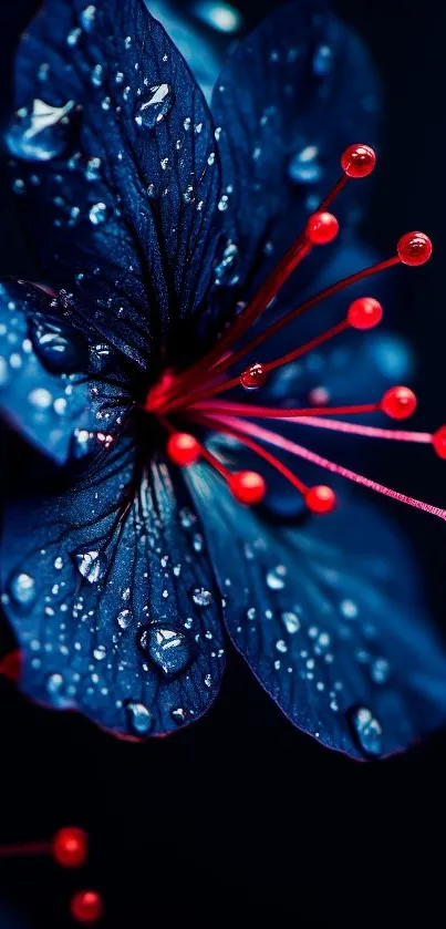 Dark blue flower with red accents and water droplets.