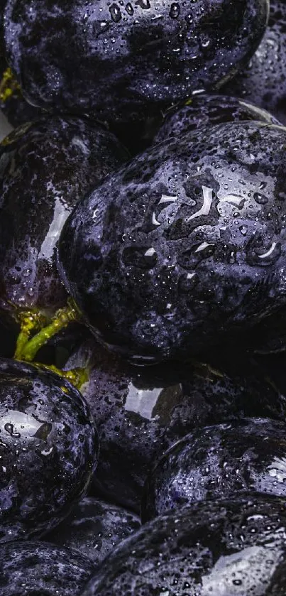 Dark purple grapes with water droplets covering the surface.