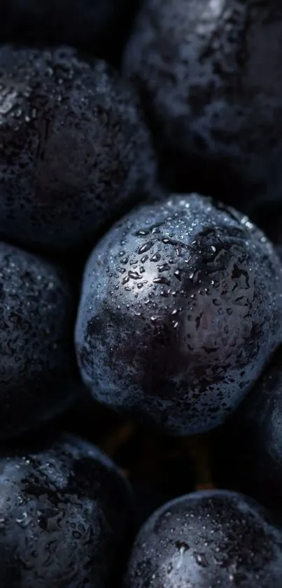 Close-up of dark, glistening grapes as a mobile wallpaper.