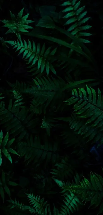 Dark green fern leaves create a natural, lush mobile wallpaper.