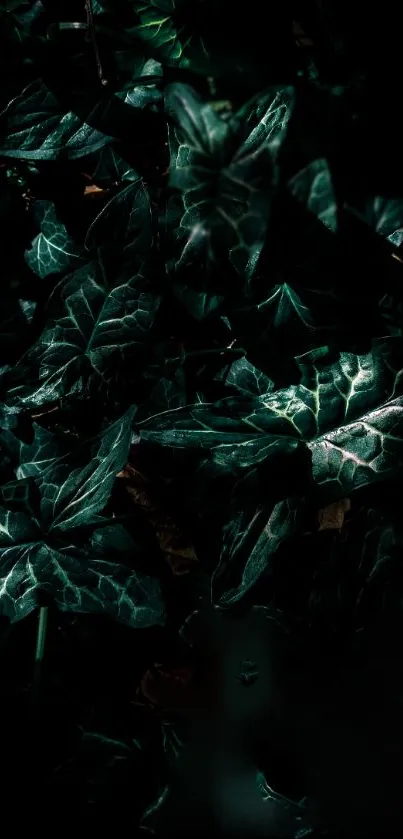 Dark green foliage wallpaper with leafy patterns and deep hues.