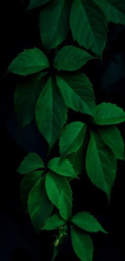 Dark green leaves in a vertical pattern on black background.