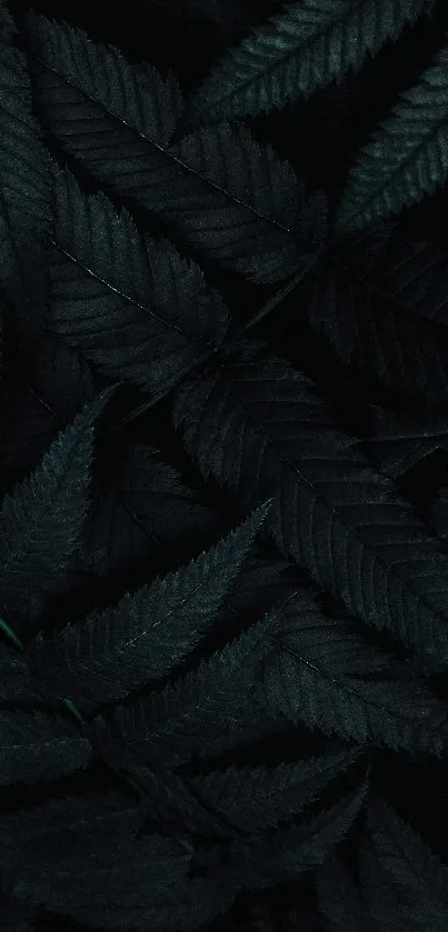 Dark green fern leaves create a tranquil mobile wallpaper design.