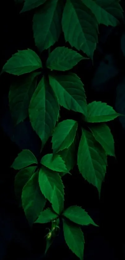 Dark green leafy vines wallpaper for mobile.