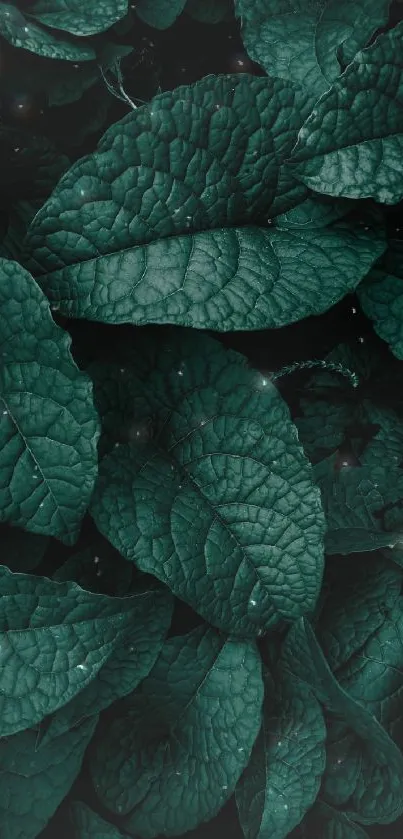 Dark green leafy wallpaper with rich foliage textures.