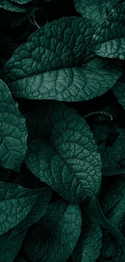 Dark green leafy texture wallpaper for a serene mobile background.