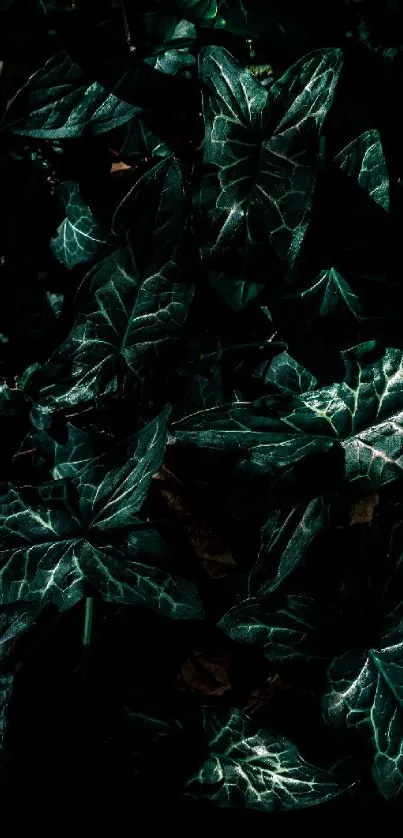 Dark, intricate leaf pattern mobile wallpaper.