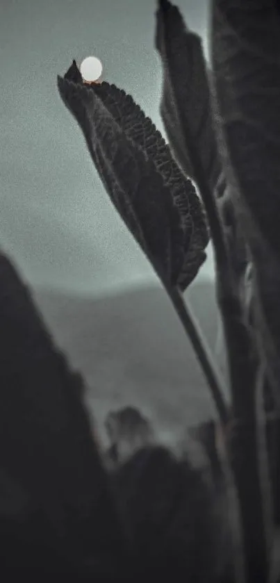 Dark silhouette of leaves against a moonlit night sky.