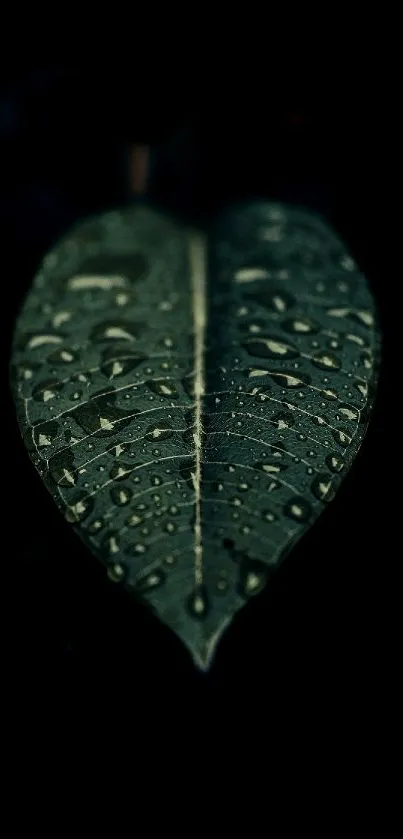 Dark green leaf with dew drops on black background.