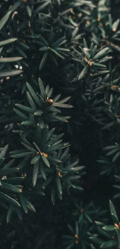 Dark green leafy foliage for mobile wallpaper.