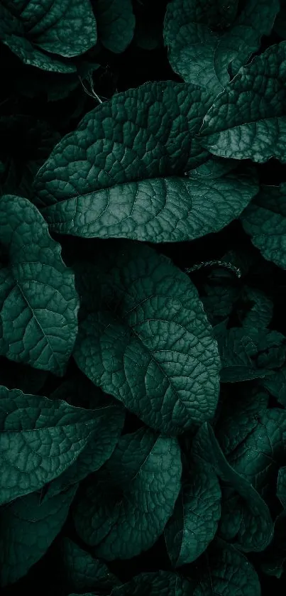 Dark green leaves create a serene, mystical wallpaper for nature enthusiasts.
