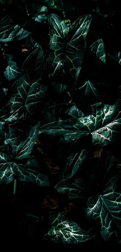Dark green ivy leaves create a moody and captivating phone wallpaper design.