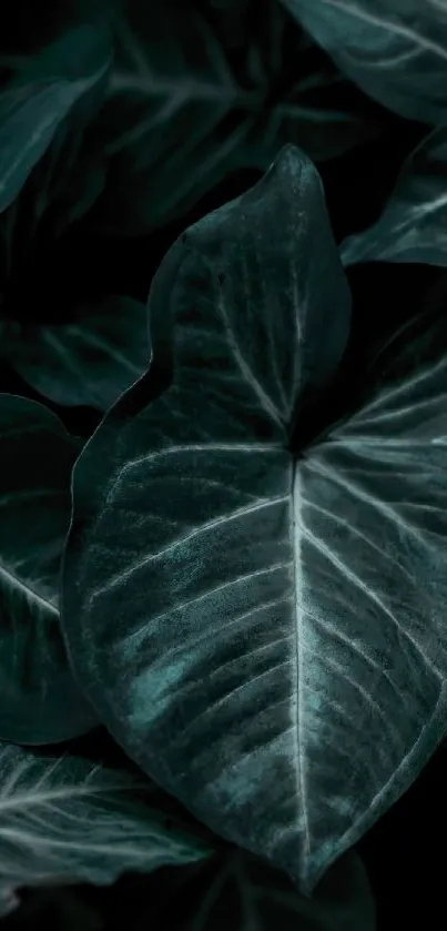 Dark green leafy wallpaper for mobile screen.