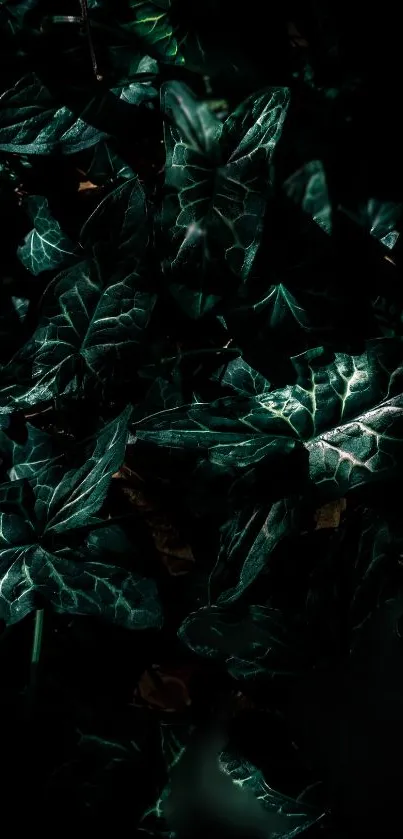 Dark green ivy leaves with intricate texture for mobile wallpaper.