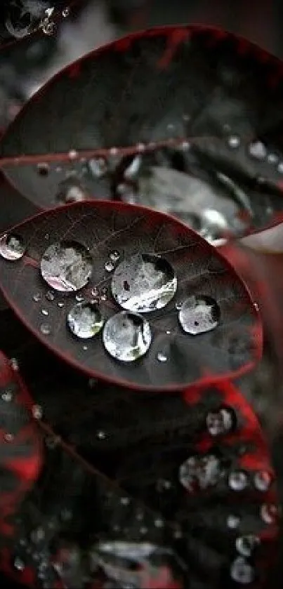 Dark leaves with raindrops mobile wallpaper, featuring a moody elegance.