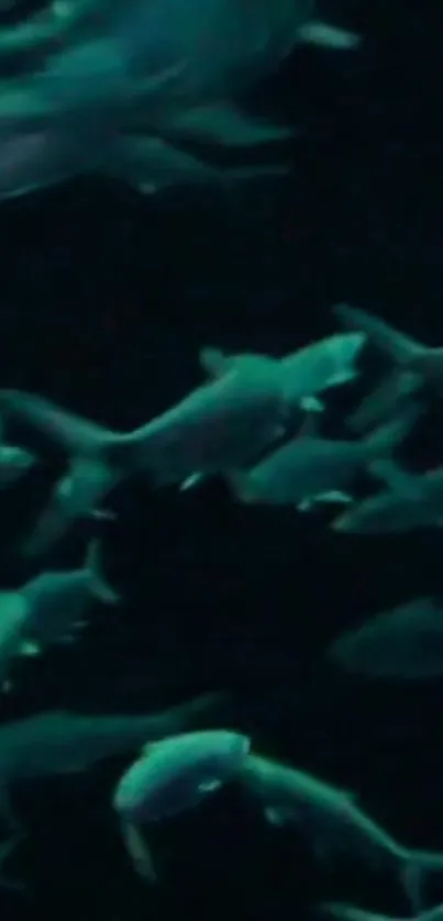 Dark underwater scene with fish swimming.