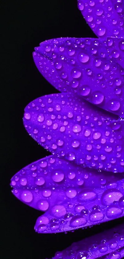 Closeup of purple flower petals with water droplets on black background.