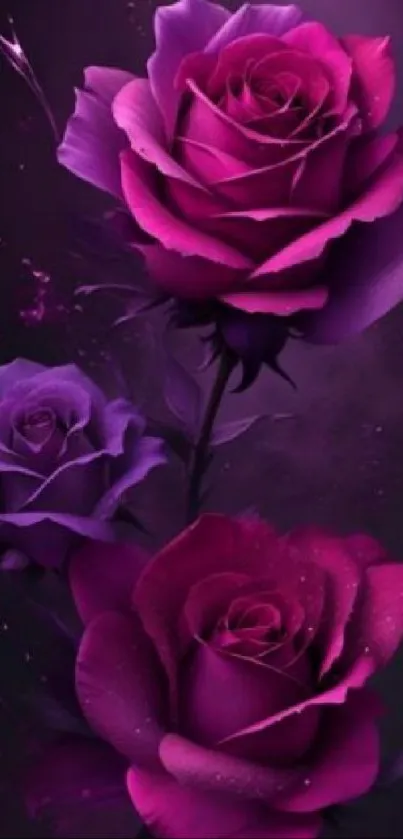 Dark purple roses in elegant mobile wallpaper.