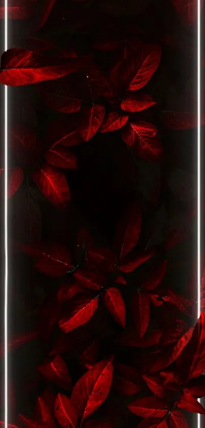 Dark red leaves with light stripes on black background.