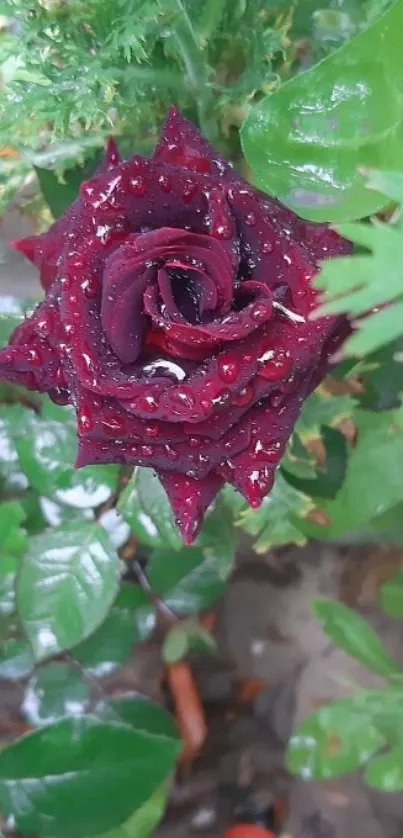 Dark red rose with dewdrops in green foliage background.