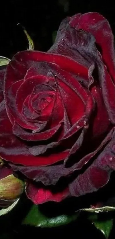 Dark red rose surrounded by lush green foliage.