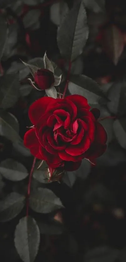 Dark red rose with dark green leaves in a dramatic setting.