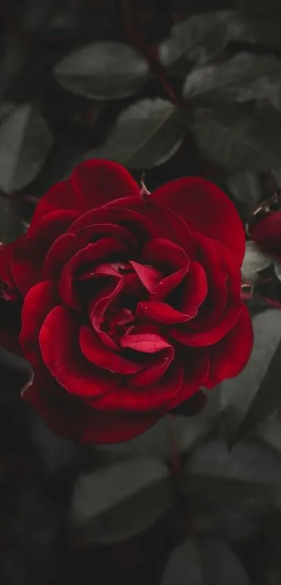 Dark red rose with dark leaves wallpaper.