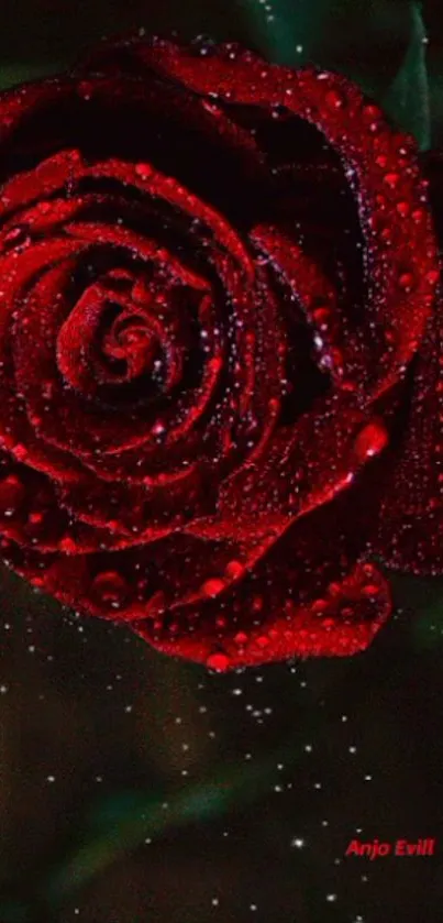 Dark red rose with dew drops on petals