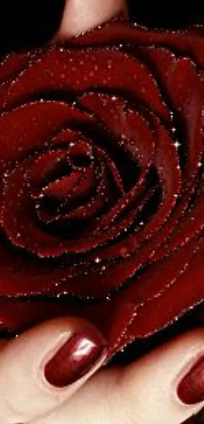 Dark red rose held gently with maroon nails.