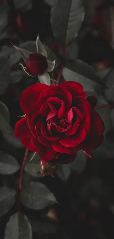 Dark red rose with leaves in shadowy background, elegant and captivating.