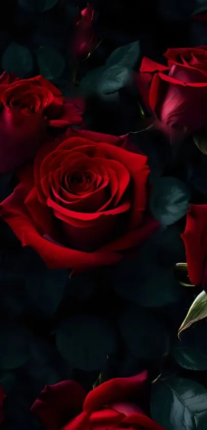 Dark red roses with lush petals and leaves background.