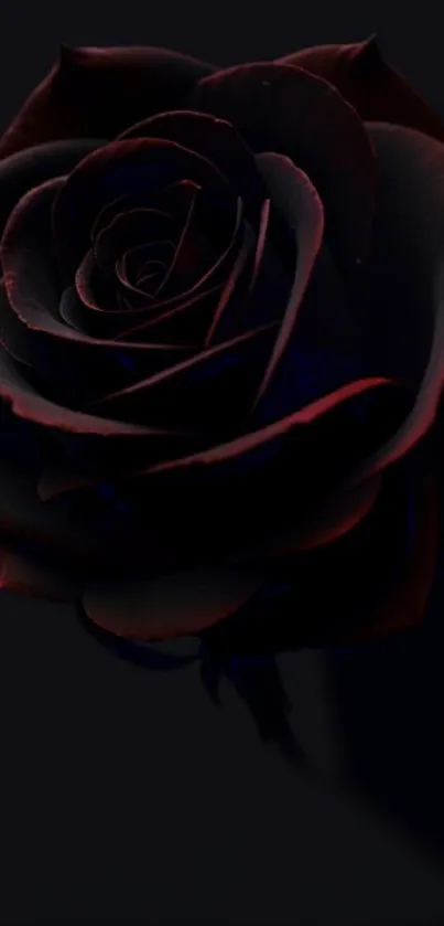 Dark red rose on black background wallpaper.