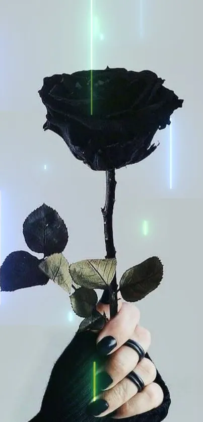 Black rose held by hand on gray background.