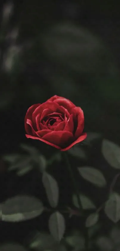 Beautiful red rose against a dark background for mobile wallpaper.