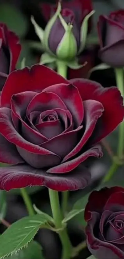 Elegant mobile wallpaper featuring dark red roses.
