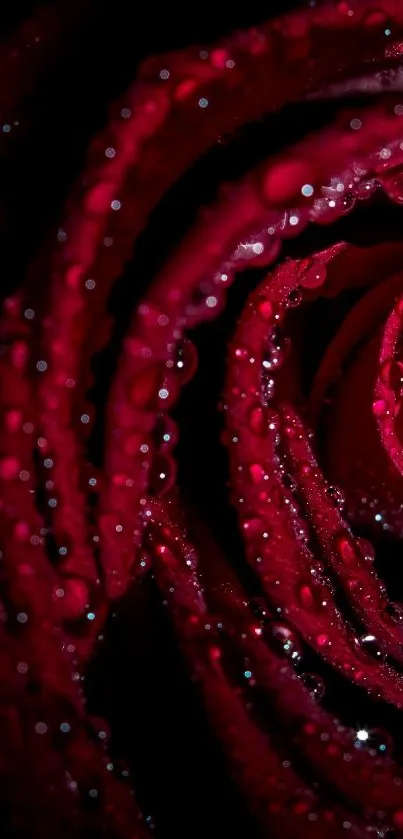 Close-up of dark red rose petals with water droplets.