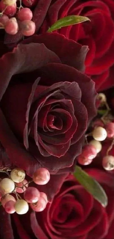 Dark red roses with small white berries on a smartphone wallpaper.