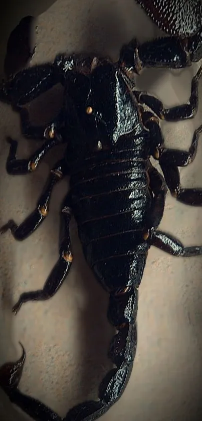 Striking dark scorpion on phone wallpaper.