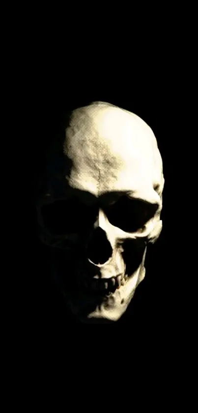 Hauntingly detailed skull on a dark background.