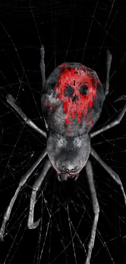 Detailed black and red spider on web wallpaper.