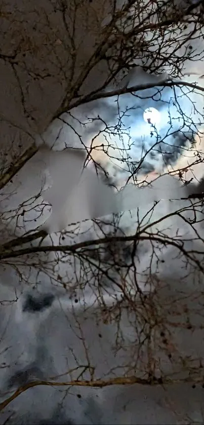 Moonlit dark tree branches against a cloudy night sky.