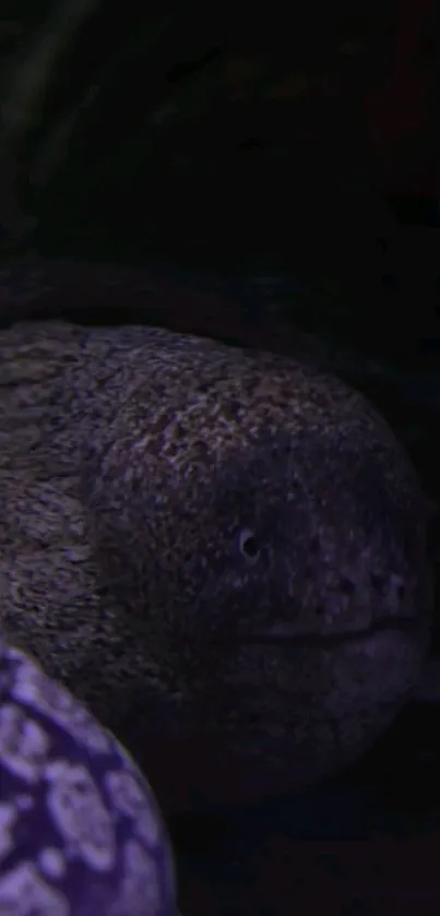 Dark underwater eel next to purple vase.