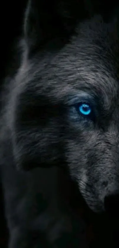 Dark wolf with bright blue eye on a black background wallpaper.