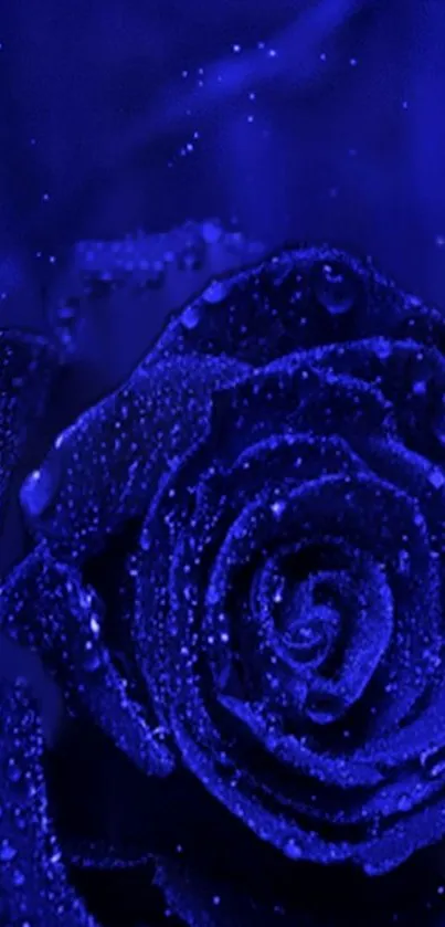 A stunning deep blue rose with dewdrops on a mobile wallpaper background.