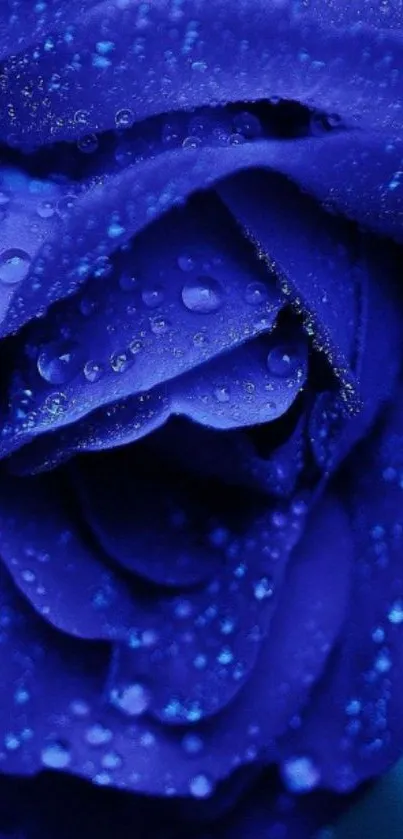 Deep blue rose with dewdrops close-up wallpaper