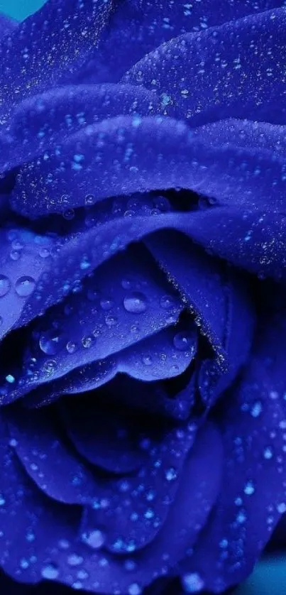 Deep blue rose with water droplets wallpaper.