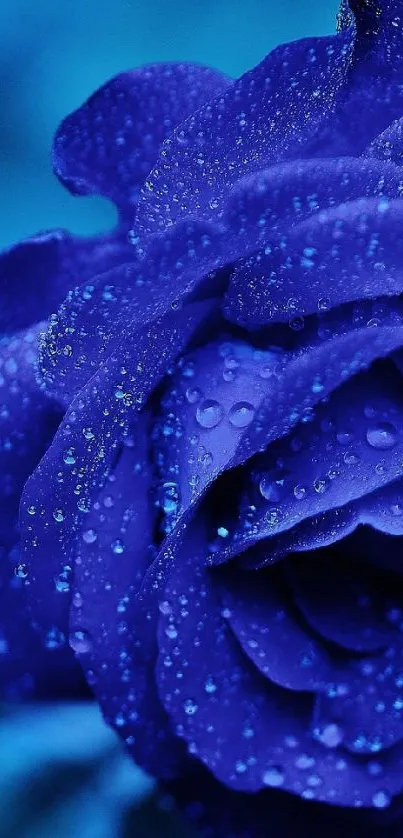 Deep blue rose with dew drops.