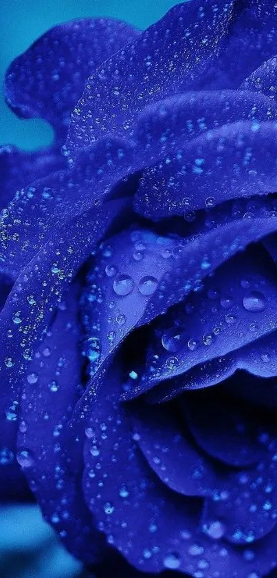 A close-up of a deep blue rose with dewdrops glistening on its petals.