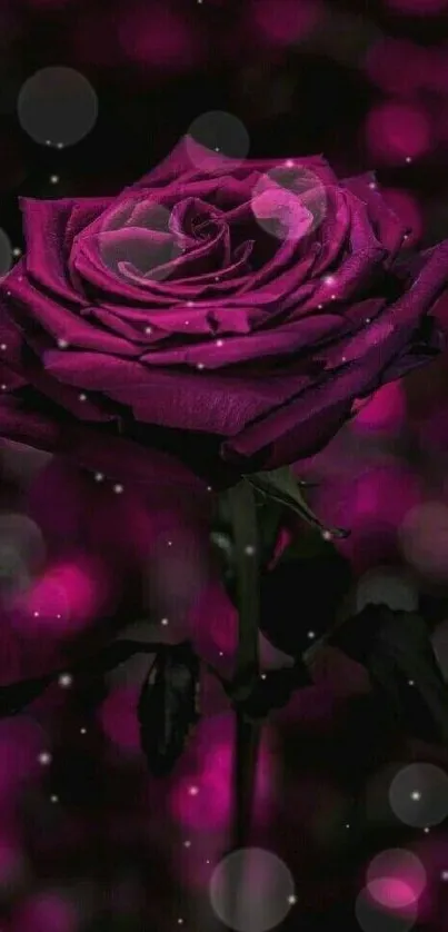 Deep purple rose against abstract dark bokeh background.