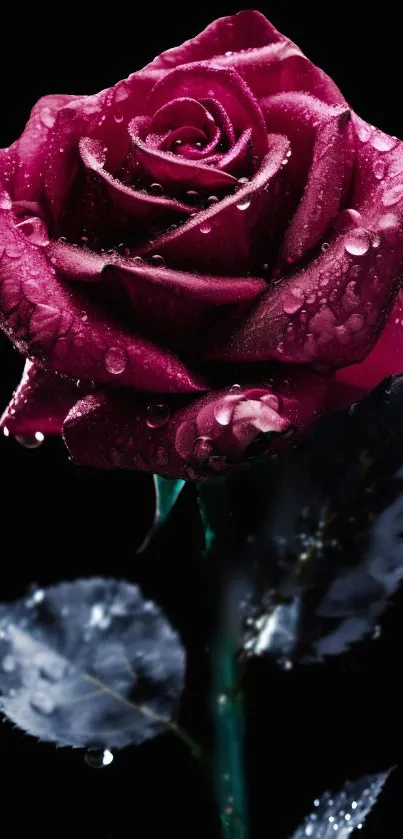 Elegant deep red rose with dewdrops on a dark background.